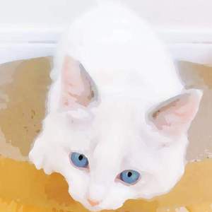 成年女人毛片免费观看不卡
